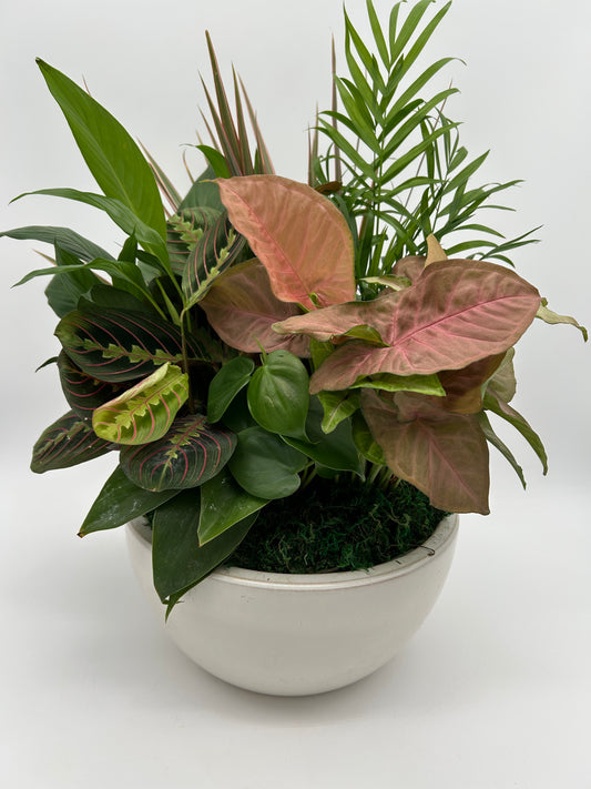 10" Dish Garden (ceramic pot)