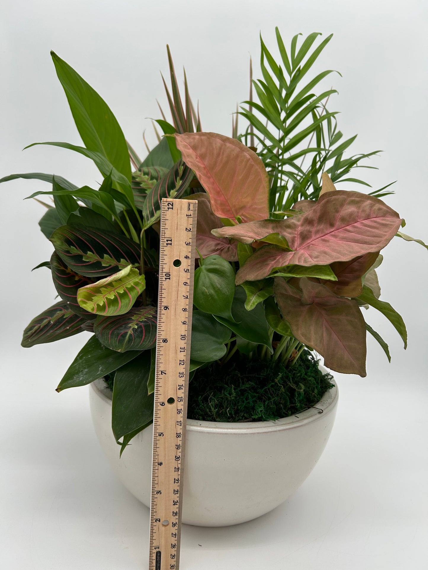 10" Dish Garden (ceramic pot)