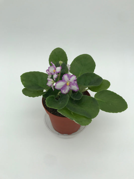 4" African Violet - White with Light Purple