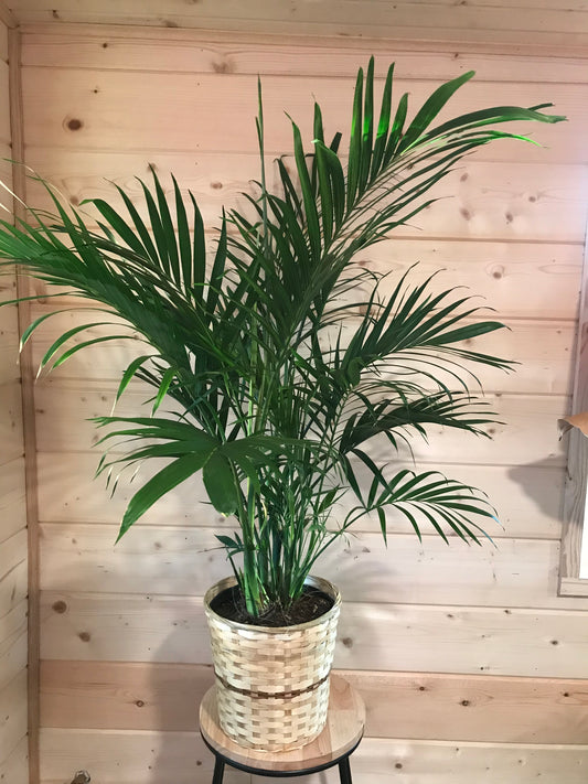 8" Palm Plant (Cataractarum)