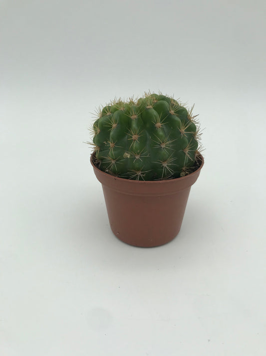 3" Cactus