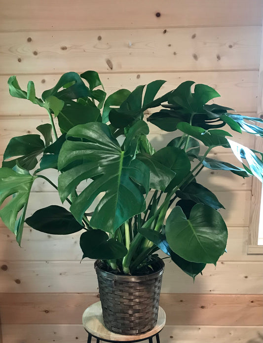 10" Monstera Swiss Cheese Plant