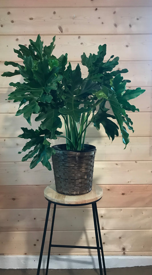 10" Split-Leaf Philodendron