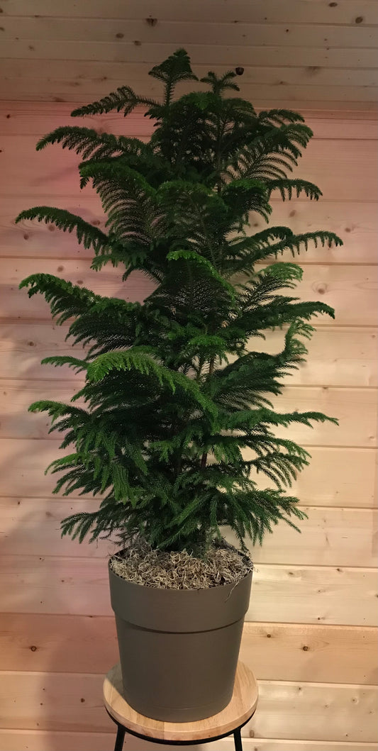 10" Norfolk Pine (Tropical Plant)